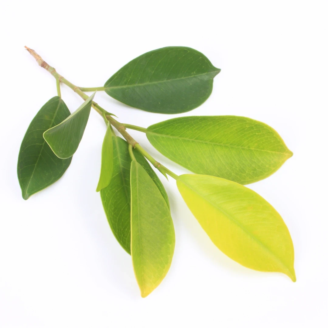 Banyan tree leaves