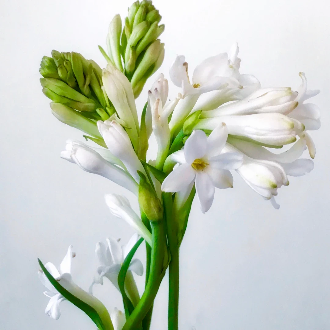 Tuberose Essential Oil