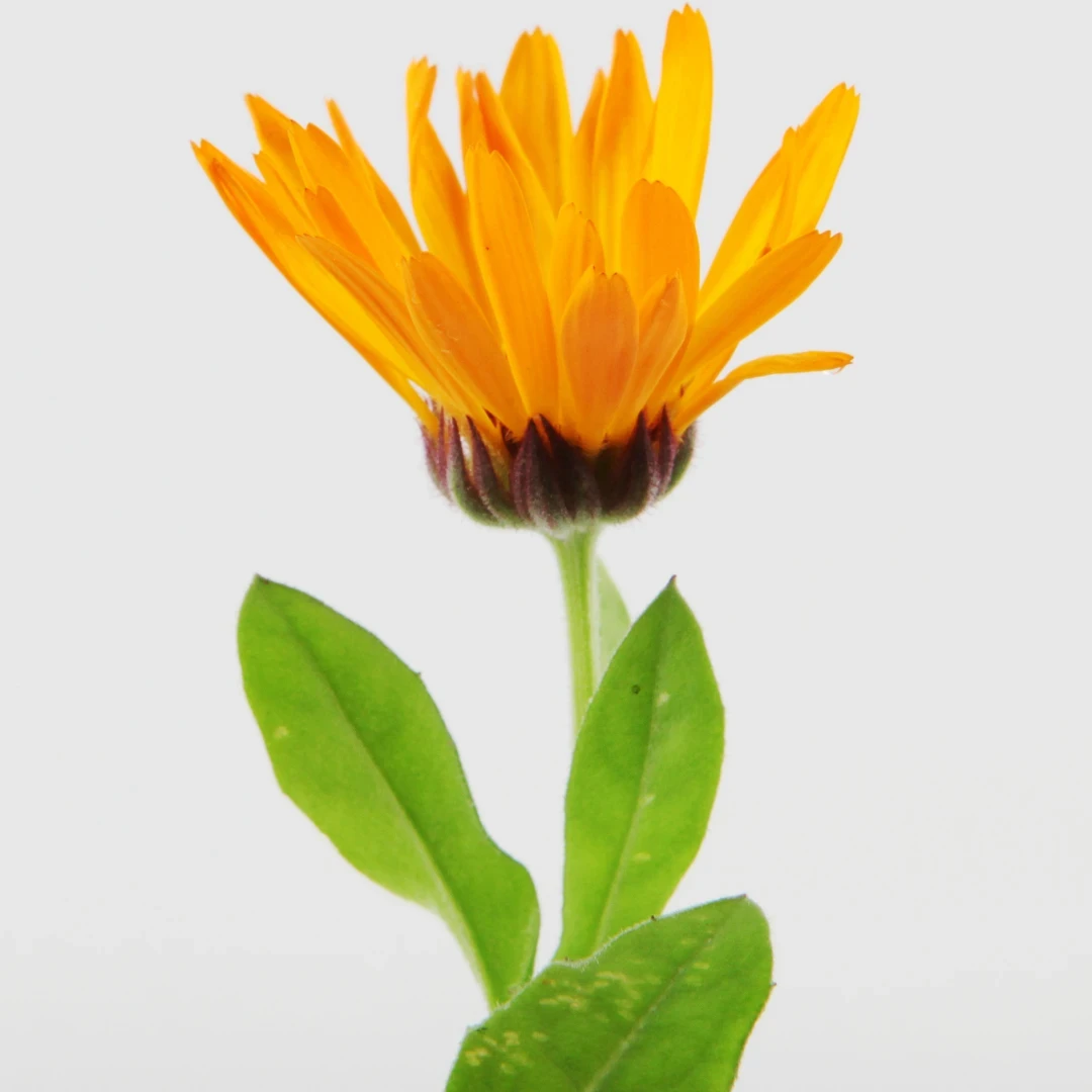 Calendul