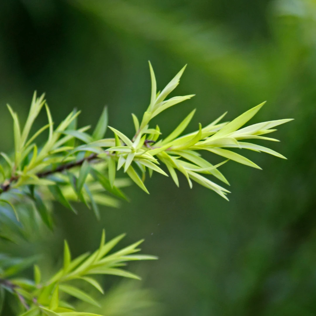 Tea Tree Leaves